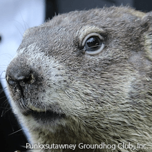 Punxsutawny Phil | Punxsutawny Groundhog Club, Inc.